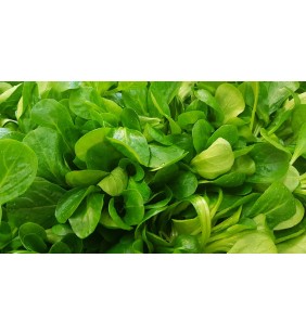 Vogerlsalat 250g